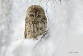 <p>PUŠTÍK OBECNÝ (Strix aluco) sokolnicky vedený /Tawny owl -Waldkauz/</p>